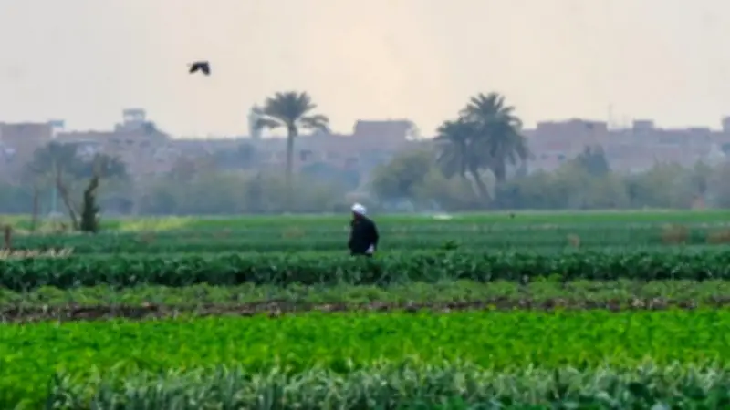 نواب: وقف ضريبة الأطيان يعزز الأمن الغذائي ويخفف أعباء الفلاحين