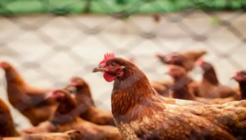 حكم ذبح الطيور داخل الحمام.. أمين الفتوى يوضح الجواز بشروط