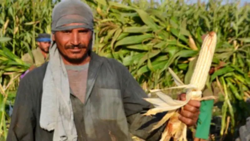 الزراعة تضع روشتة متكاملة لمكافحة دودة الحشد الخريفية وحماية المحاصيل