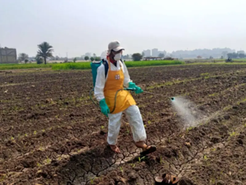 الزراعة تنفذ إجراءات استباقية مكثفة لحماية المحاصيل من الآفات الحشرية