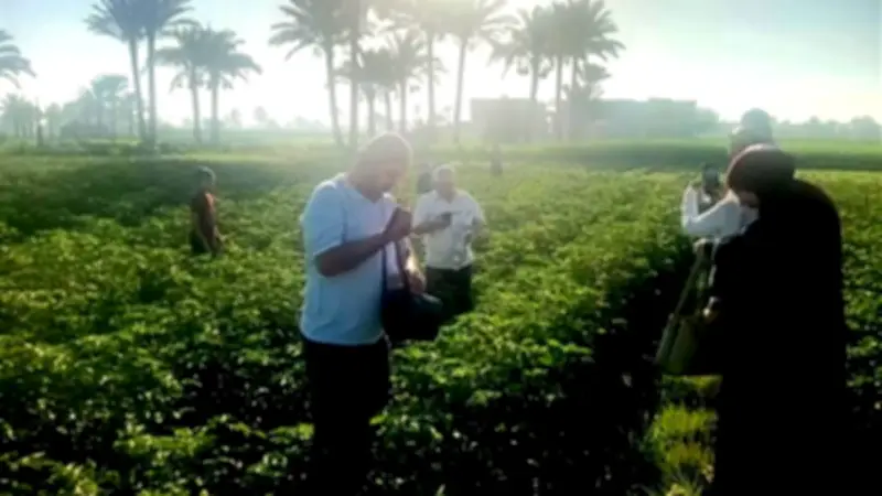 إطلاق طفيل التريكوجراما لمكافحة الآفات في الفيوم