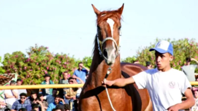 نائب الشيوخ: صناعة الخيل العربي الأصيل فرصة واعدة لتعزيز الاقتصاد