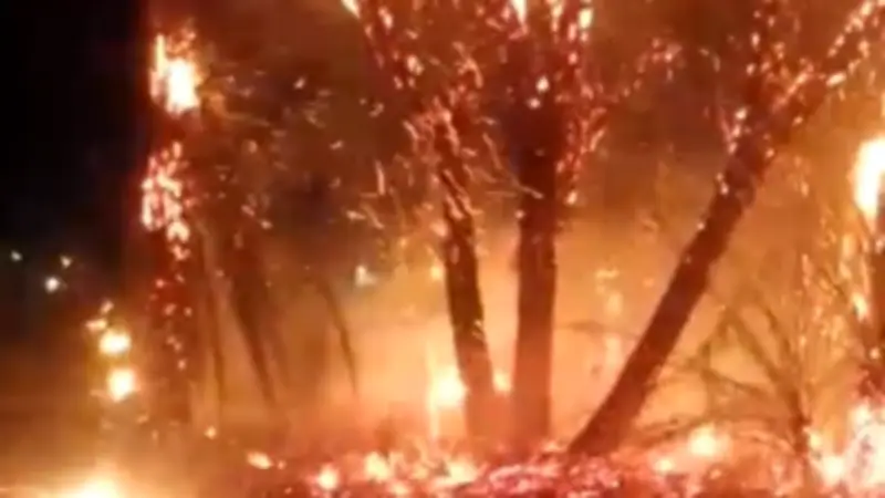 اندلاع حريق في نخيل بصحراوي قنا دون خسائر بشرية