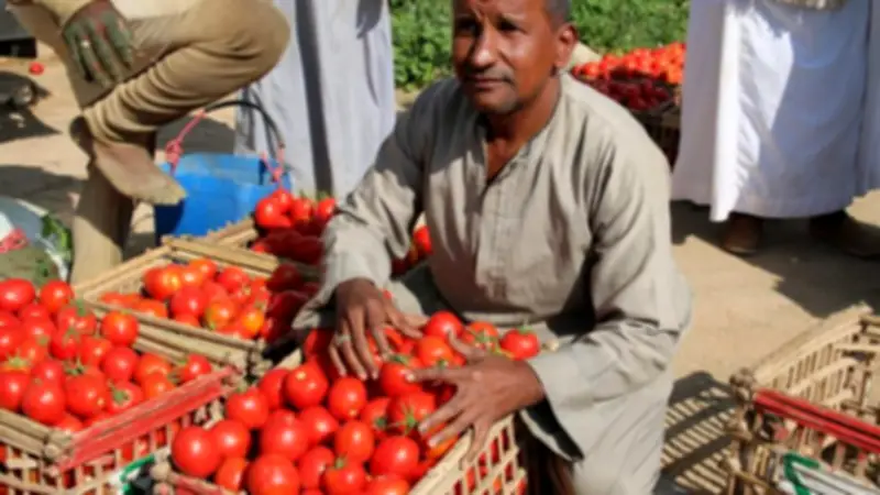 انخفاض أسعار الطماطم في سوق العبور اليوم واستقرارها حتى نهاية الصيف