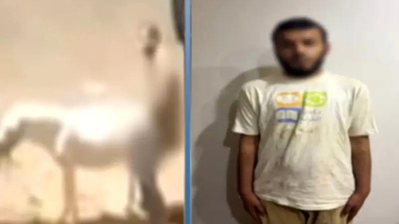 مريض نفسي يعتدي على حمار في القليوبية والأمن يضبطه