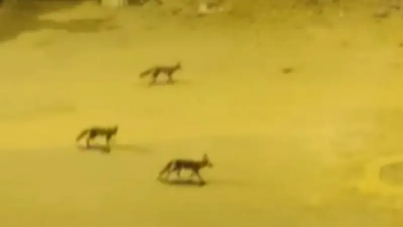 الجعفري: الثعلب كائن جبلي يهرب من البشر ولا يشكل خطراً على الأطفال