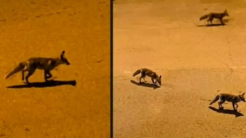 طبيب بيطري: ظهور الثعالب في حدائق أكتوبر قد يكون مفتعلاً