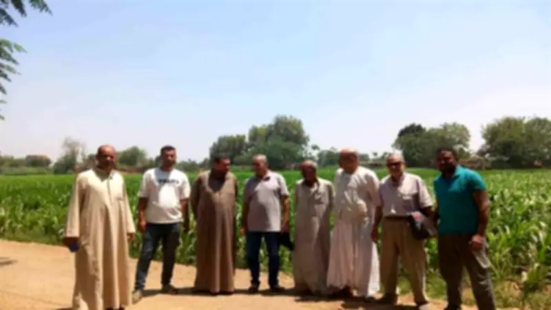 الليزر يدخل حقول المنوفية لرفع إنتاج الذرة وتقليل هدر المياه
