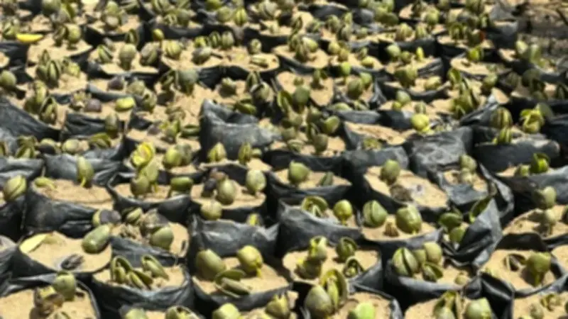 مشروع عربي ضخم لزراعة المانجروف في البحر الأحمر يحولها لملاذ للطيور المهاجرة