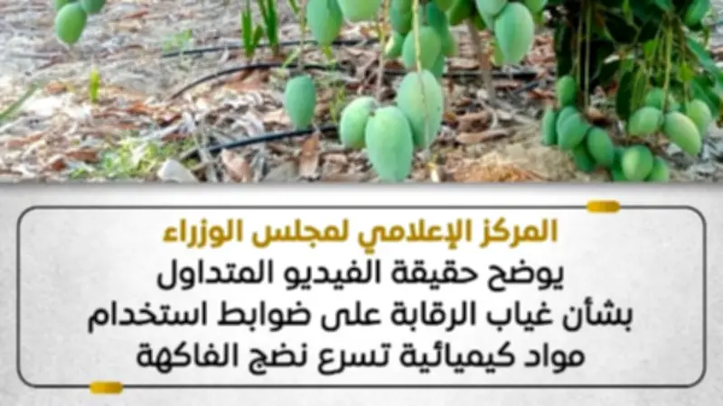 الوزراء يكشف حقيقة فيديو غياب الرقابة على مواد تسريع نضج الفاكهة