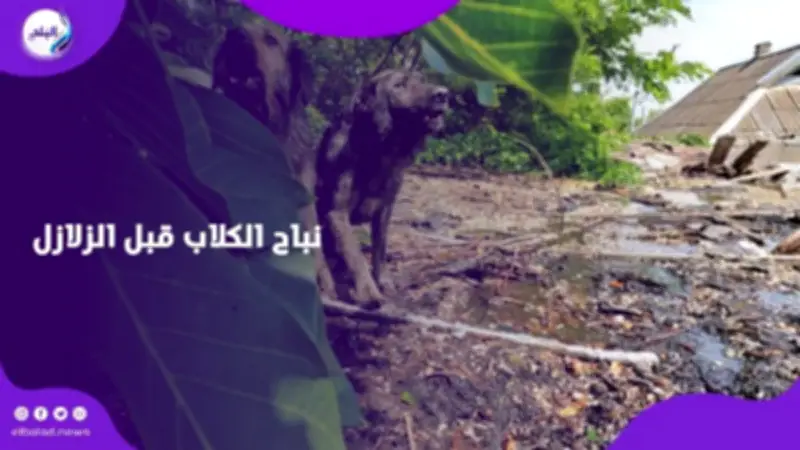 نباح الكلاب قبل الزلازل والكوارث.. حقيقة يكشفها الذكاء الاصطناعي