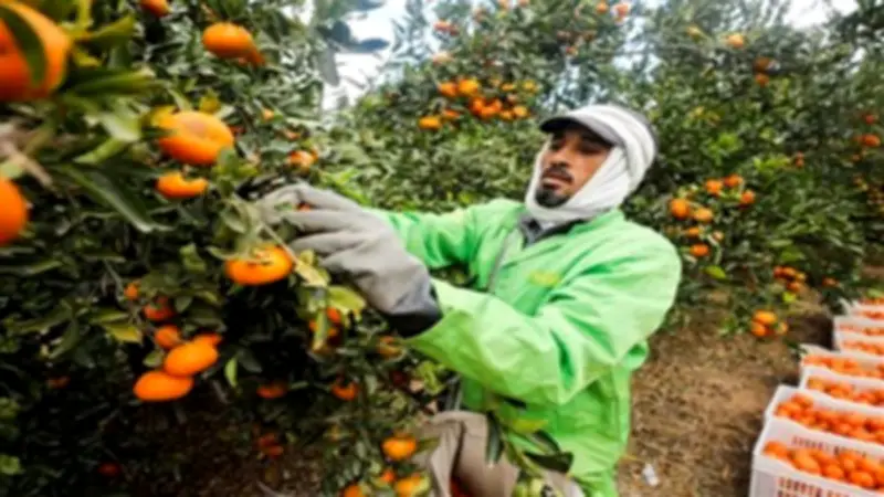 أسعار الفاكهة في المنيا اليوم السبت: البرتقال من 15 جنيها والعنب 25-35 جنيها