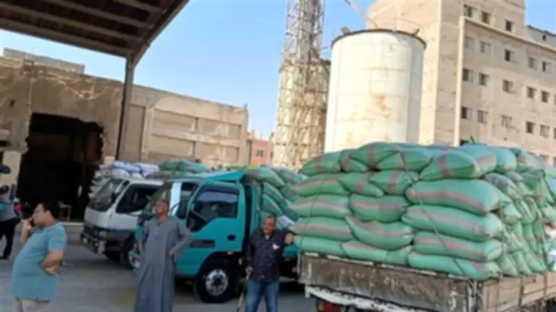 محافظ الجيزة: توريد 500 ألف طن قمح محلي منذ بدء موسم الحصاد