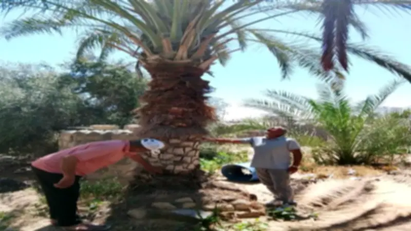 حملة مكبرة من زراعة شمال سيناء لمكافحة النمل الأبيض في العريش والشيخ زويد