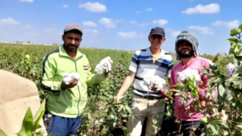 الجريدة الرسمية تنشر قرار وزير الزراعة لتنظيم استغلال أصناف القطن المصري
