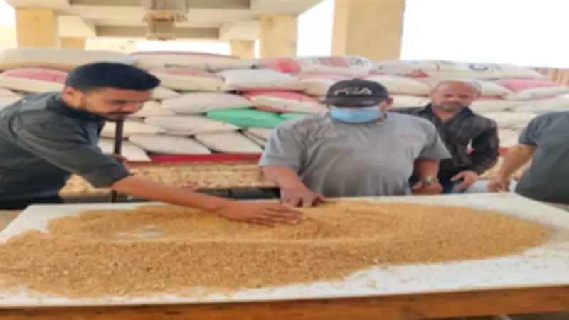 توريد أكثر من 500 ألف طن قمح محلي بصوامع وشون الجيزة منذ بداية موسم الحصاد