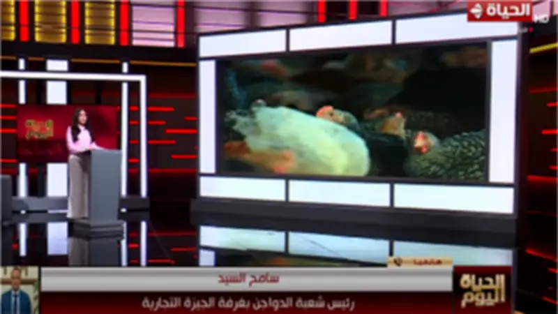 رئيس شعبة الدواجن يدعو لإنشاء بورصة تحت إشراف الدولة لتحقيق العدالة للمستهلك والمنتج