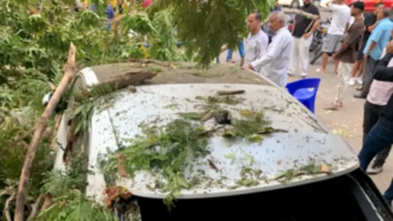 سقوط شجرة على 3 سيارات بالمعادي دون إصابات والحماية المدنية ترفعها