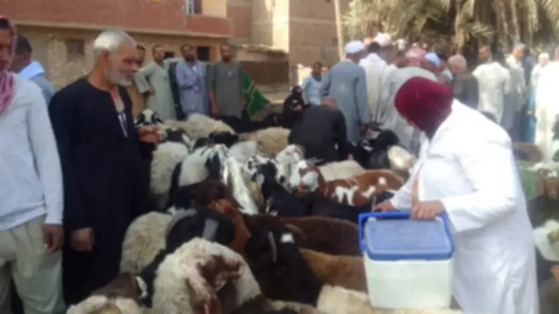 تحصين 227 ألف رأس ماشية ضد الحمى القلاعية والوادي المتصدع بالجيزة