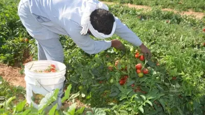 تراجع أسعار الخضراوات والفاكهة اليوم في الأسواق.. الطماطم بـ10 جنيهات