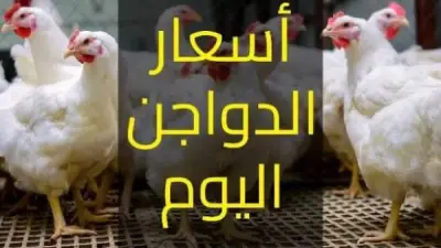 أسعار الدواجن والطيور اليوم الخميس 11 يونيو 2026 بعد انخفاض البيض