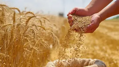 صورة نادرة لنهاية موسم حصاد القمح في قرى الجيزة منذ 116 سنة