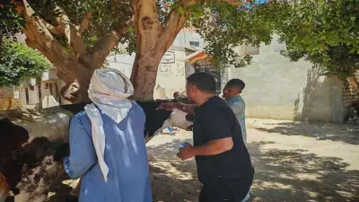 تحصين 127 ألف رأس ماشية ضد الحمى القلاعية والوادي المتصدع بالمنيا
