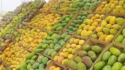 توافر 15 نوع مانجو بالأسواق وأسعارها تبدأ من 30 جنيها للكيلو
