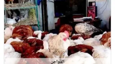 استقرار أسعار الدواجن في أسوان اليوم الثلاثاء 2-6-2026