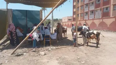 قافلة بيطرية مجانية تعالج 200 رأس أغنام في قرية محل بشر بالبحيرة