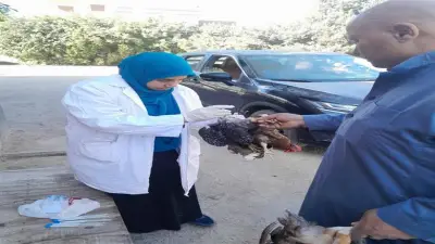 سحب 258 عينة من 38 مزرعة دواجن بالقليوبية قبل البيع لفحصها معمليًا