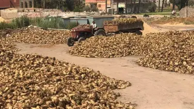 أزمة في الدقهلية: 400 فدان من البنجر مهددة بالتلف بسبب تأخر النقل