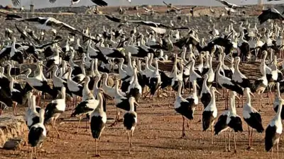 مصر تحمي 500 نوع من الطيور المهاجرة بينها 16 مهددة بالانقراض