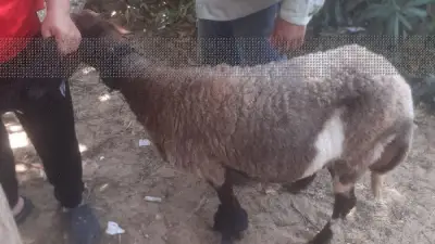 العيادة البيطرية بالإسماعيلية تعالج 53 حيواناً أليفاً في أسبوع