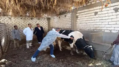 6.82 مليون جرعة تحصينية لحماية الماشية من الحمى القلاعية والوادي المتصدع