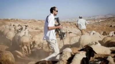 مستوطنون يسرقون أغنام الفلسطينيين ويصيبون 9 مواطنين جنوب نابلس