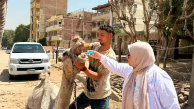 الزراعة: 201 قافلة بيطرية مجانية خدمت 79 ألف رأس ماشية في مايو