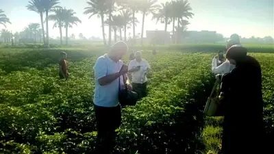 إطلاق طفيل التريكوجراما لمكافحة الآفات في الفيوم