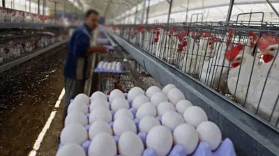مفاجأة.. تراجع أسعار اللحوم والدواجن والبيض في الأسواق المصرية اليوم
