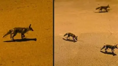 طبيب بيطري: ظهور الثعالب في حدائق أكتوبر قد يكون مفتعلاً