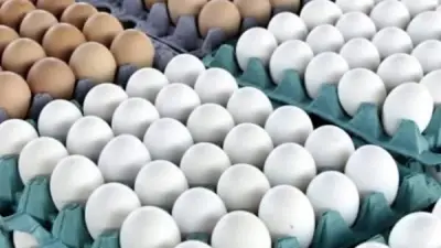 شعبة بيض المائدة تحذر من خروج المنتجين بسبب فائض الإنتاج وتراجع الأسعار