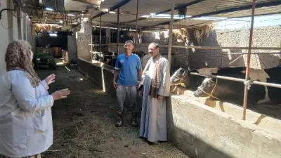 محافظ أسيوط يعلن تحصين 80 ألف رأس ماشية ضد الحمى القلاعية والوادي المتصدع