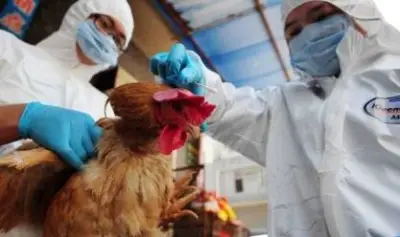 تحقيقات أسترالية في أول إصابة مشتبه بها بإنفلونزا الطيور H5N1