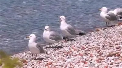 خبير مناخ: موجات الحر الشديدة تعوق تكيف الطيور والكائنات الحية