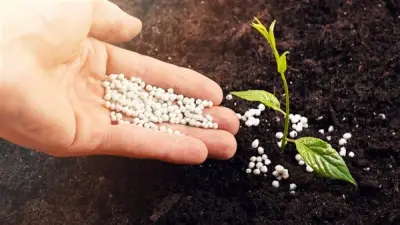 ارتفاع أسعار الأسمدة اليوم في الأسواق المصرية الأحد 21 يونيو 2026