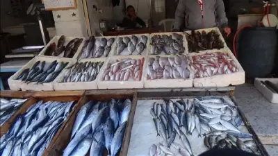 أسعار السمك اليوم الخميس: انخفاض البلطي وارتفاع 3 أصناف 20 جنيهاً