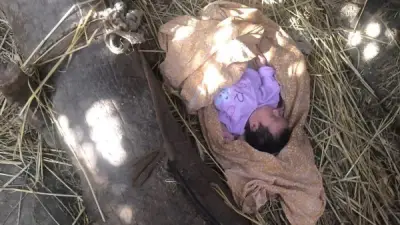 عثور على طفلة رضيعة بجوار عشة بأرض زراعية في الغربية