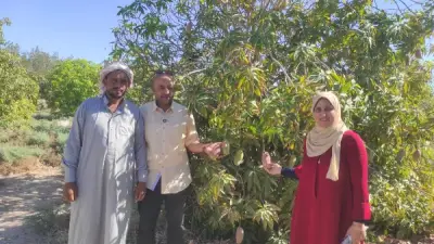انطلاق موسم حصاد المانجو في طور سيناء بإنتاج وفير وجودة استثنائية