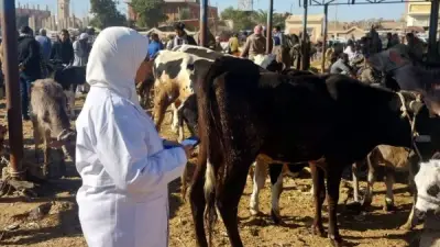 أكثر من 86 ألف رأس أبقار تحت المتابعة.. جهود واسعة للزراعة لرصد الأمراض