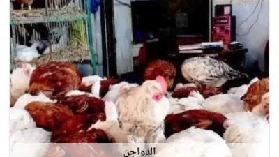 استقرار أسعار الدواجن في أسوان اليوم الأحد 14 يونيو 2026